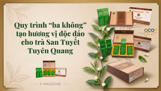 Quy trình “ba không” tạo hương vị độc đáo cho trà San Tuyết Tuyên Quang