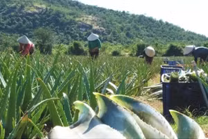 Nông dân trên cánh đồng cây nha đam. (Ảnh: PV)