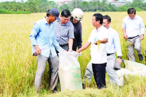 Sản xuất lúa theo mô hình liên kết 1 triệu ha lúa chất lượng cao vùng Đồng bằng sông Cửu Long.