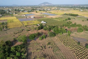 Diện tích sản xuất nông nghiệp tại khu phố Kim Bình (phường Hàm Thắng) bị hư do ngập lụt.