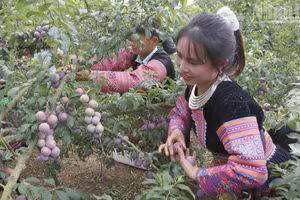 Thành viên các đội tham gia thi hái mận.