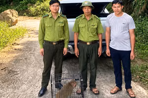 Cá thể khỉ được di chuyển, thả vào Vườn quốc gia Xuân Liên.