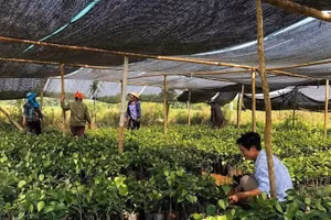 Mô hình trồng hồ tiêu hữu cơ góp phần nâng cao thu nhập cho người dân Quảng Trị.