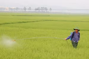 Nông dân xã Thanh An phun thuốc trị bệnh đạo ôn trên lúa đông xuân. 