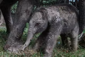 Một con voi Sumatra cái đã chào đời tại công viên sinh thái Buluh Cina ở Riau trên đảo Sumatra, Indonesia. (Ảnh: phys.org)