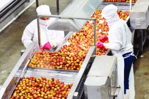 Chế biến trái cây ở Công ty cổ phần thực phẩm xuất khẩu Đồng Giao, tỉnh Ninh Bình. (Ảnh: TRẦN KHÁNH)