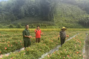 Cánh đồng Sâm Bố Chính ở thôn Đông Viên, xã Bạch Thông được hình thành nhờ mô hình Dân vận khéo của Chi bộ thôn và phát huy vai trò của đảng viên trẻ (Ảnh: THU TRANG)