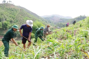 Cán bộ, chiến sĩ Ban Chỉ huy Bộ đội Biên phòng tỉnh Điện Biên giúp nhân dân biên giới phát triển sản xuất trên nương. 