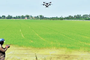 Nông dân xã Mỹ Thành (tỉnh Đồng Tháp) sử dụng thiết bị bay không người lái (drone) phun phân bón trên ruộng lúa.
