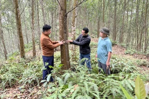 Mô hình trồng rừng gỗ lớn mang lại hiệu quả kinh tế cho người dân tại xã Minh Thanh, tỉnh Tuyên Quang. (Ảnh: NGÔ HÙNG)