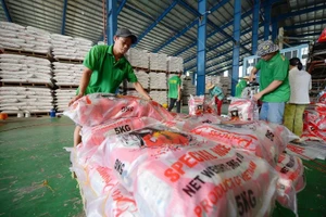 Đóng gói gạo xuất khẩu tại Công ty TNHH Chơn Chính, Đồng Tháp. (Ảnh: ĐỨC ANH)