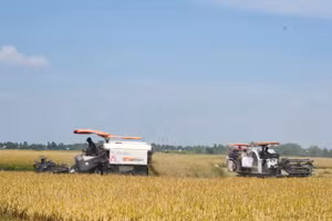 Nông dân tỉnh An Giang thu hoạch lúa trong vùng thực hiện Đề án chuyên canh lúa chất lượng cao và phát thải thấp. (Ảnh: QUỐC TRINH)