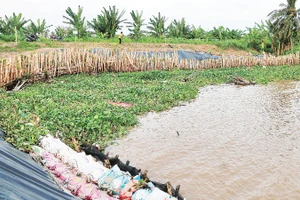Tuyến đê biển quốc gia qua ấp Giồng Bàn, xã Long Vĩnh bị sạt lở ở mức độ nguy hiểm.
