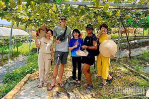 Du khách thích thú trải nghiệm vườn nho nhà anh Nguyễn Quang Trung tại xã Lương Sơn, Phú Thọ. (Ảnh: TRẦN HẢO)