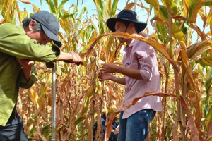 Hoạt động khoan lấy mẫu đất trồng cây lâu năm phục vụ nghiên cứu đề tài.