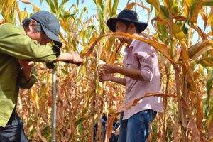 Hoạt động khoan lấy mẫu đất trồng cây lâu năm phục vụ nghiên cứu đề tài.