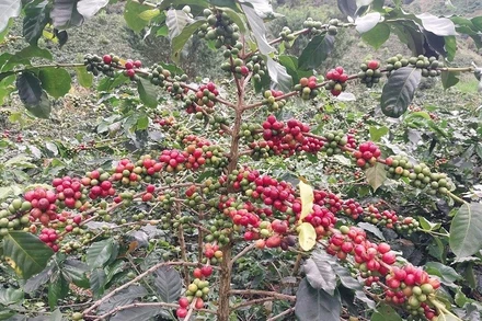 Đây là một trong số hơn 40 nghìn cây cà-phê chè ở xã Quài Tở vừa được công nhận cây đầu dòng giống cà-phê chè Catimor.