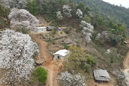 Là vùng đất có nhiều hoa ban - loài hoa đặc trưng của núi rừng Tây Bắc, bởi vậy tỉnh Điện Biên thường tổ chức Lễ hội Hoa Ban vào dịp tháng 3 hằng năm, khi hoa ban bung nở khắp núi đồi. 