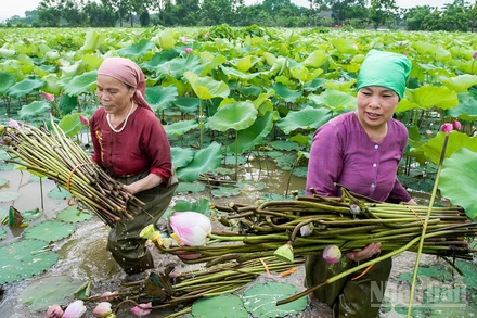 Cánh đồng sen - nguyên liệu để sản xuất tơ sen, đã nâng cao hiệu quả kinh tế canh tác của nông dân.
