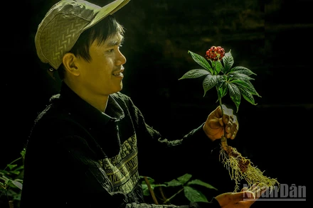 Nâng niu hạt giống sâm Việt.