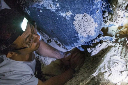 [Ảnh] Những người đỡ đẻ cho rùa biển