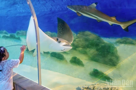 Khoảnh khắc khám phá thế giới kỳ thú của biển tại Bảo tàng Hải dương học, nơi đưa đại dương đến gần hơn với trẻ thơ.