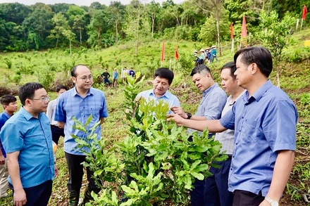 Các đồng chí lãnh đạo tỉnh Điện Biên thăm mô hình trồng cây mắc-ca tại xã Tuần Giáo, tỉnh Điện Biên.