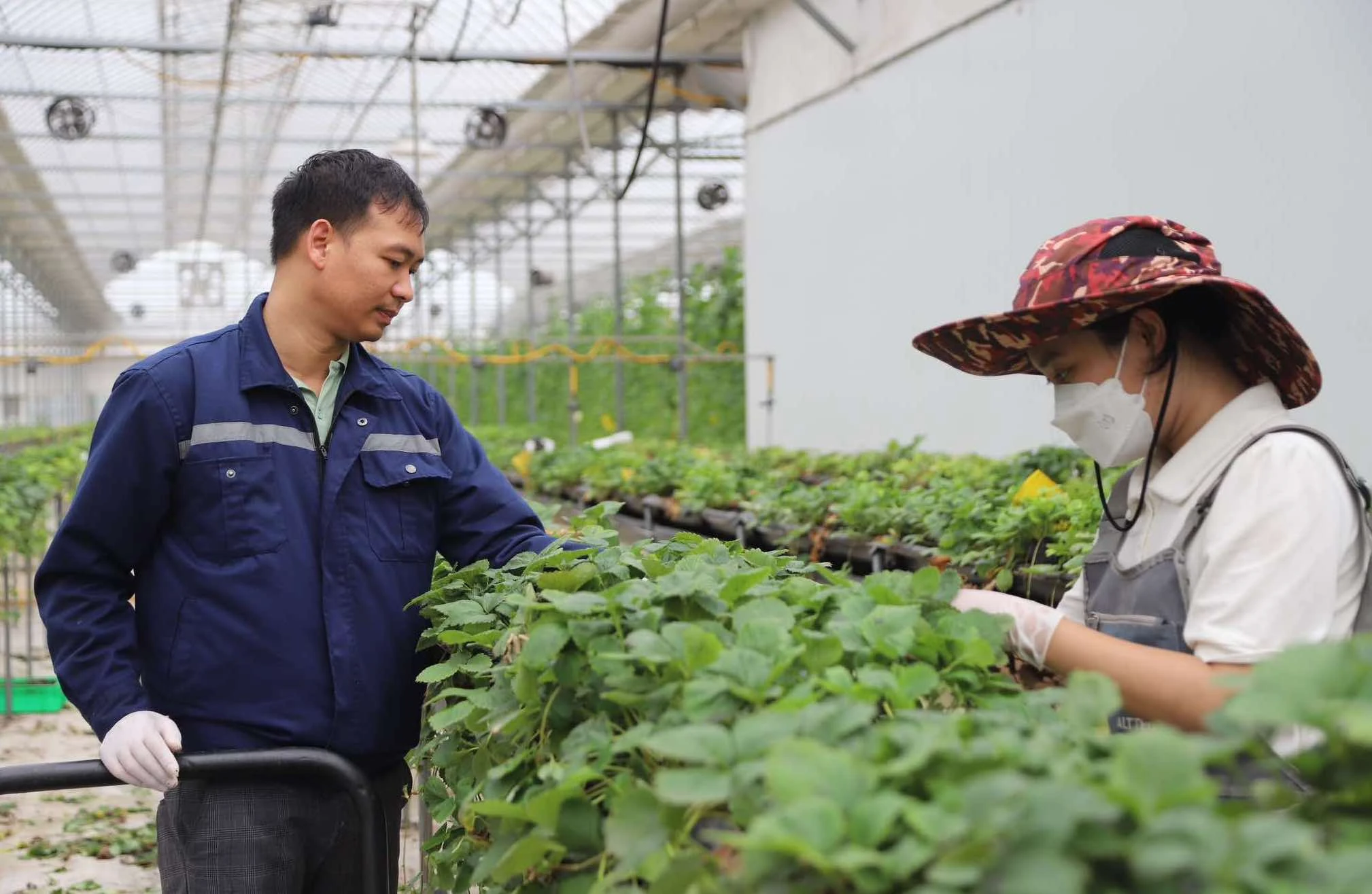 Hợp tác xã Rau quả sạch Chúc Sơn (huyện Chương Mỹ, Hà Nội) sử dụng công nghệ AI trong sản xuất nông nghiệp.