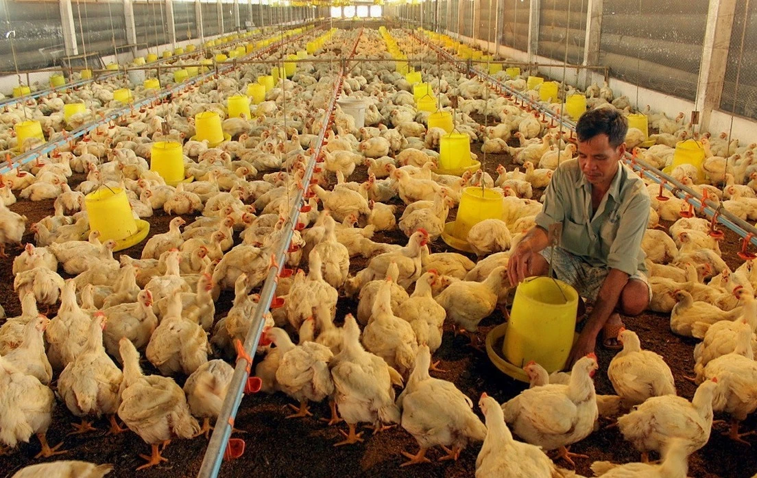 Chăn nuôi gà số lượng lớn hiệu quả hơn nhờ áp dụng công nghệ kiểm soát nhiệt độ, thức ăn nước uống trong chuồng.