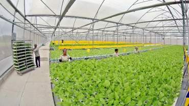 Khu vực trồng rau thủy canh theo công nghệ Israel của nông trường VinEco Tam Đảo. (Ảnh TRẦN AN)