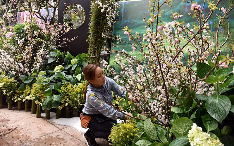 Hoa anh đào khoe sắc rực rỡ giữa Hà Nội ảnh 2