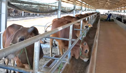 Nông nghiệp công nghệ cao “đánh thức” Tây Nguyên ảnh 1 Nông nghiệp công nghệ cao “đánh thức” Tây Nguyên ảnh 1