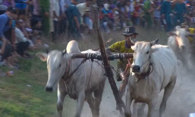 Lễ hội đua bò Bảy Núi An Giang: Gay cấn và quyết liệt ảnh 6