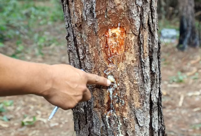 Cần “thuốc đặc trị” bảo vệ những cánh rừng thông ảnh 6