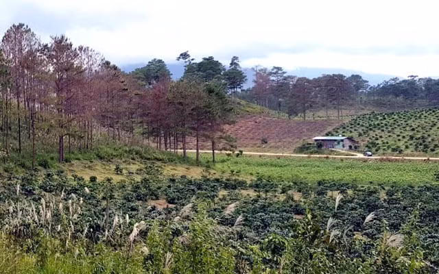 Cần “thuốc đặc trị” bảo vệ những cánh rừng thông ảnh 7