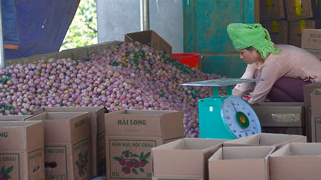 Mộc Châu mùa mận hậu ảnh 4