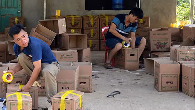 Mộc Châu mùa mận hậu ảnh 5