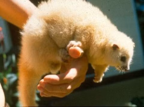 10 loài động, thực vật chịu ảnh hưởng nặng nề của biến đổi khí hậu ảnh 6