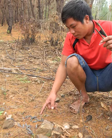 Quảng Bình: Sâu róm tấn công rừng thông, nông dân đứng ngồi không yên ảnh 1