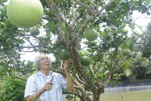 Lão nông Ba Rô xây dựng thương hiệu bưởi da xanh mang tên "BR99".