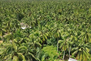 Vùng nguyên liệu dừa lớn nhất cả nước tại tỉnh Vĩnh Long doanh nghiệp phải nhập khẩu dừa để sản xuất.