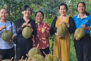 Hợp tác xã Nông nghiệp Tân Phú phát triển sản phẩm OCOP 4 sao từ quả sầu riêng. (Ảnh: HOÀNG TRUNG)