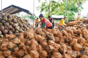 Giá dừa khô nguyên liệu trên địa bàn tỉnh Vĩnh Long liên tục sụt giảm khiến nông dân gặp nhiều khó khăn.