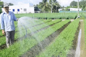 Nông dân xã Nhuận Phú Tân phát triển nghề trồng rau hẹ gần 40 năm.
