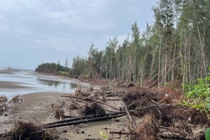 Sạt lở bờ biển tại xã Bảo Thạnh (tỉnh Vĩnh Long) làm rừng phi lao mất dần. (Ảnh: HOÀNG TRUNG)