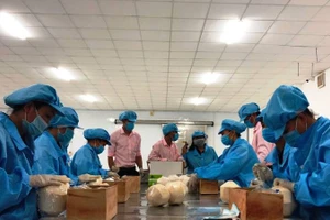 Sơ chế dừa tươi xuất khẩu tại tỉnh Vĩnh Long.