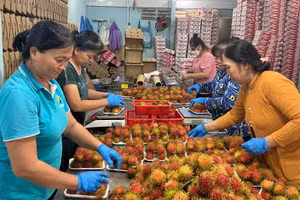 Sản phẩm chôm chôm của hợp tác xã nông nghiệp Phú Phụng đạt chuẩn OCOP hạng 4 sao. (Ảnh: HOÀNG TRUNG)