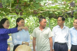 Du lịch sinh thái gắn với sản xuất nông nghiệp ở Phước Mỹ Trung.