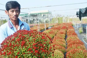 Ông Hoàng Anh thành công nhờ trồng cúc mâm xôi giống Hàn Quốc.