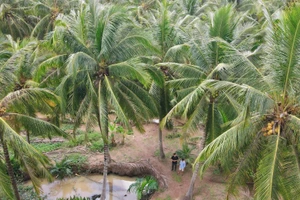 Cây dừa Việt Nam đối mặt với nhiều thách thức để phát triển.